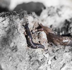 snail in nature. macro