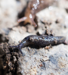 snail in nature. macro