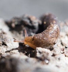 snail in nature. macro