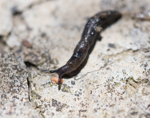 snail in nature. macro