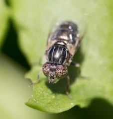fly in nature. macro