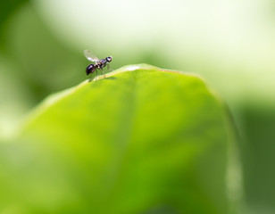 fly in nature. macro