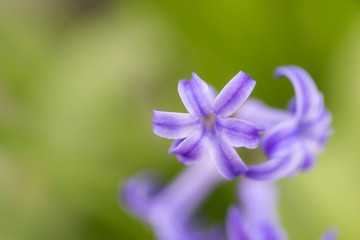 beautiful small blue flowers in nature. macro