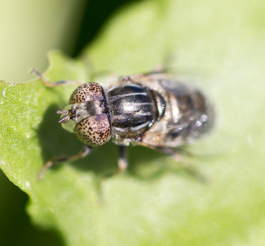 fly in nature. macro