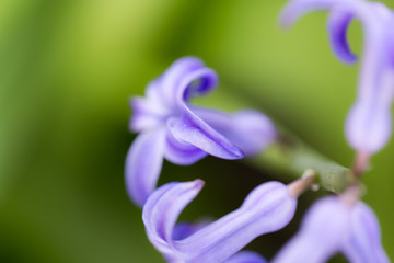 beautiful small blue flowers in nature. macro