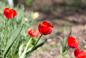 red tulip on nature