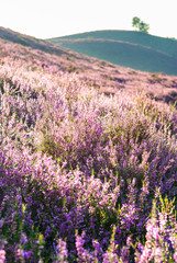 Obraz na płótnie Canvas Heath Landscape