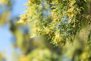 Thuja orientalis Pine Tree