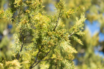 Thuja orientalis Pine Tree