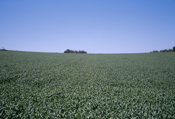 The image of beautiful nature