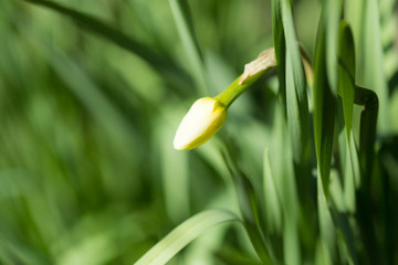 Fototapeta premium indoor flower tulip