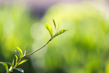 small leaves on a tree in spring. macro