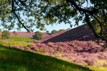 Hilly moorland
