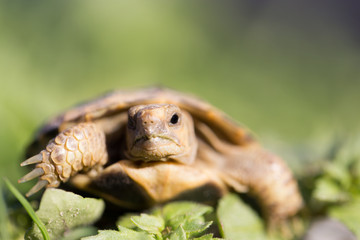 turtle in nature