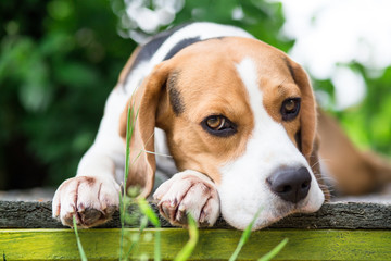 Beagle dog in garden looking into the camera