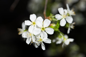 beautiful flowers on the branches of a tree