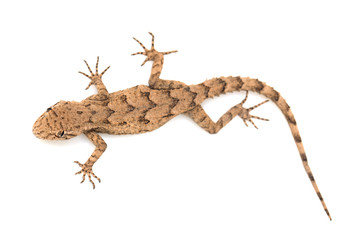 lizard on a white background. macro