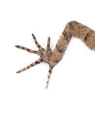 foot lizard on a white background. macro