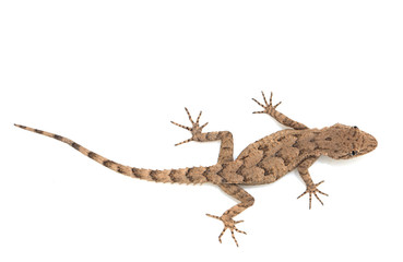 Fototapeta premium lizard on a white background. macro