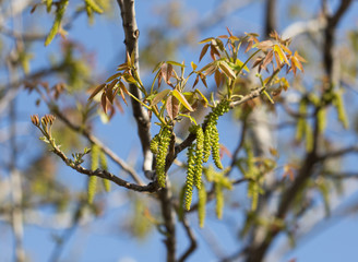 flowers walnut