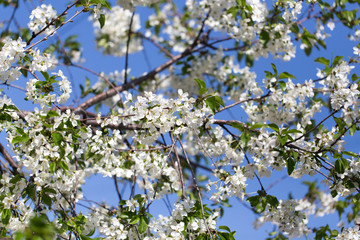 beautiful flowers on a tree