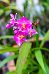 Closeup pink blossom orchid with nature background