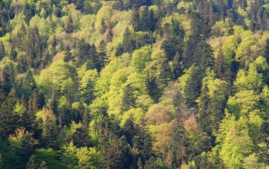 Obraz premium Beautiful nature