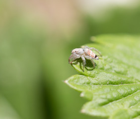 spider in nature. macro