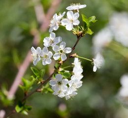 beautiful flowers on a tree branch in nature