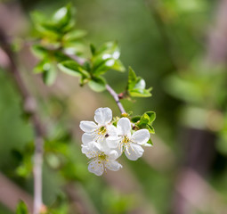 beautiful flowers on a tree branch in nature