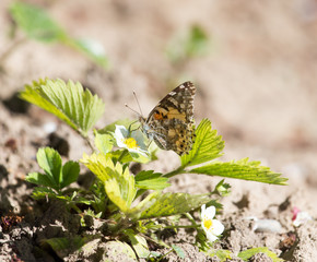 Macro of a Butterfly Cacyreus marshalli on a strawberry flower