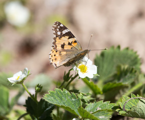 Macro of a Butterfly Cacyreus marshalli on a strawberry flower