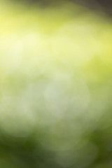 abstract bokeh background of nature