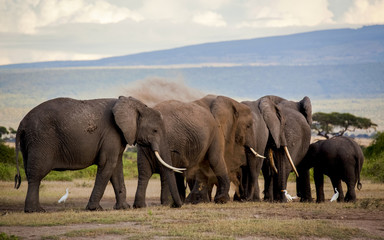 Elephant herd dust bathing