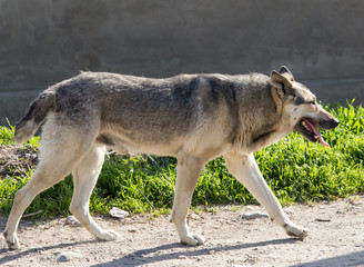 Shepherd dog