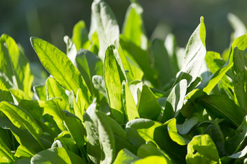 green leaves of sorrel in the background