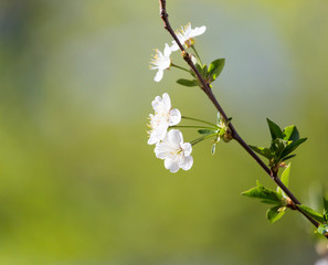 flowers on a tree branch