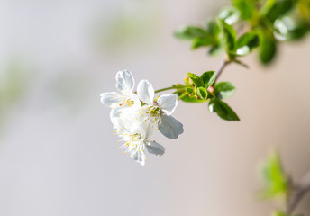 flowers on a tree branch