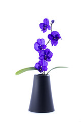 streaked orchid flower with leaf  in pot, isolated