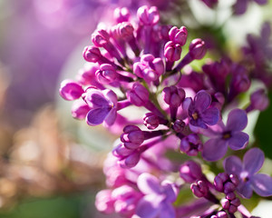 beautiful lilac flowers in nature