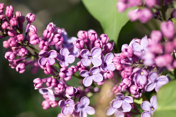 beautiful lilac flowers in nature