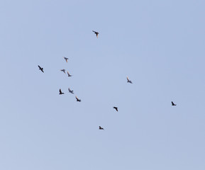 doves flying in the blue sky