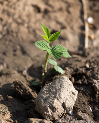sprout raspberries on soil