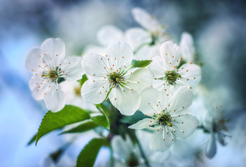cherry flowers in spring time against blue sky
