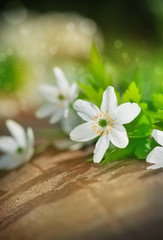 Fototapeta na wymiar White spring flowers