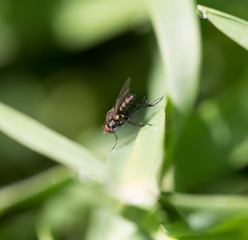 fly in the grass. macro