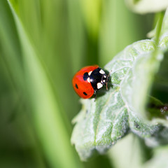 ladybug on grass in nature. macro