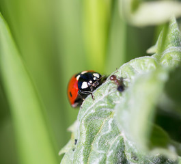 ladybug on grass in nature. macro