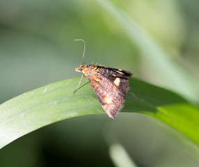 fly in the grass. macro