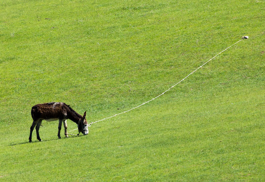 donkey grazing in a meadow
